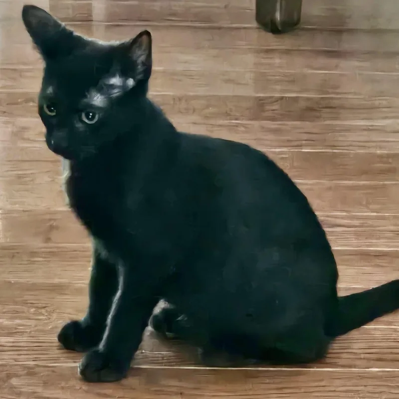 A baby medium-sized male Black Domestic Short Hair cat named Cointreau for adoption in Richmond, VA