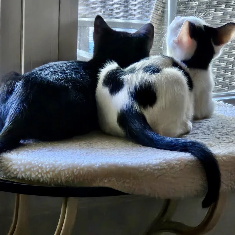 Cointreau thumbnail 4