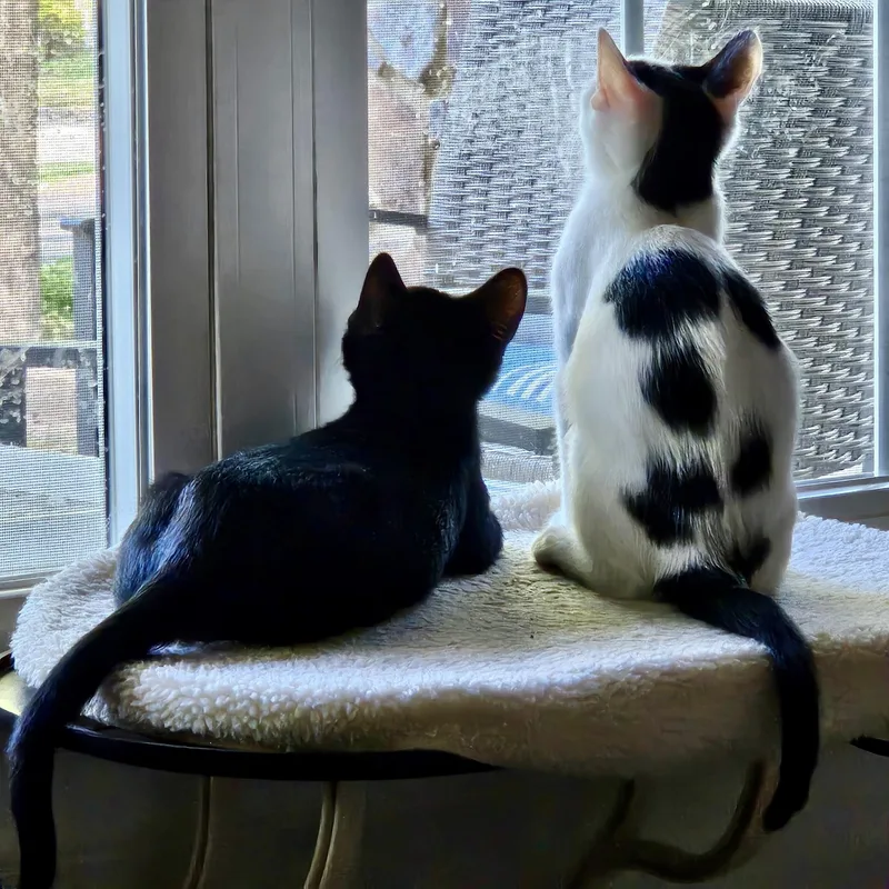 Cointreau thumbnail 5