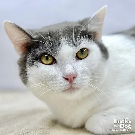 An adult medium-sized male Gray & White Domestic Short Hair cat named Django for adoption in Washington, DC