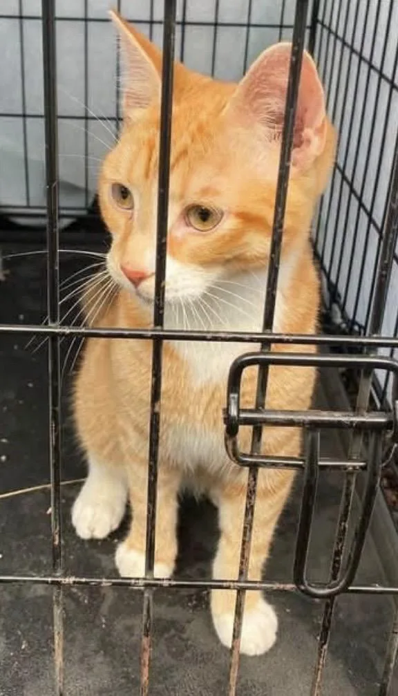 A young medium-sized male Orange / Red Domestic Short Hair cat named FOUND orange cat for adoption in Mansfield, CT