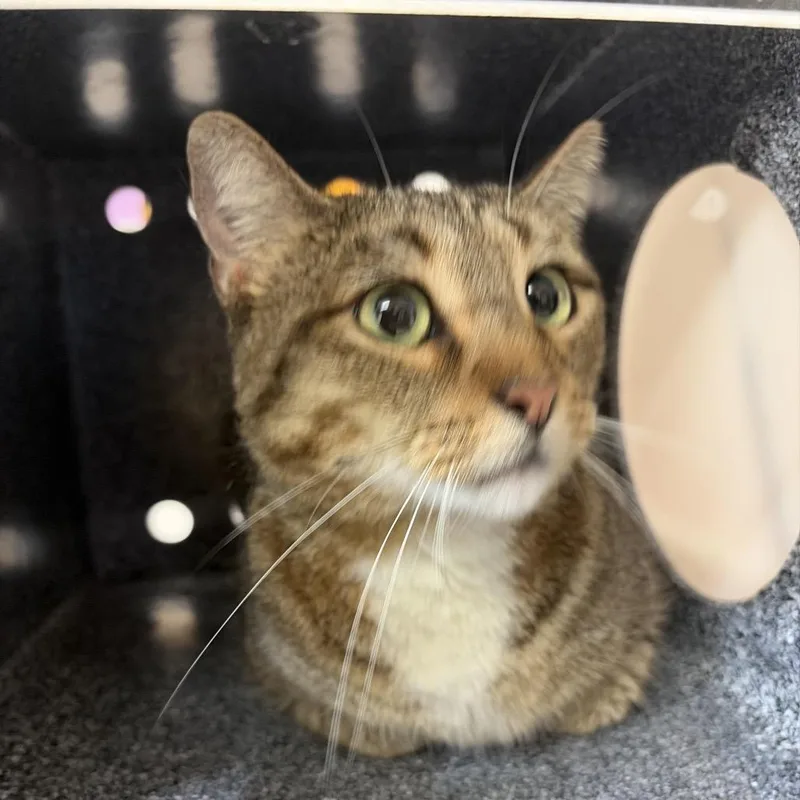 An adult medium-sized female Gray / Blue / Silver Domestic Short Hair cat named Twinkle for adoption in Lake Jackson, TX