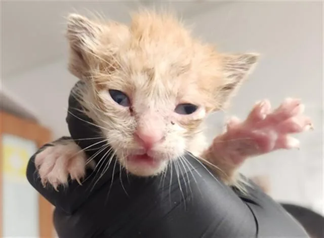 A baby small-sized male Domestic Short Hair cat named A for adoption in Fort Lauderdale, FL