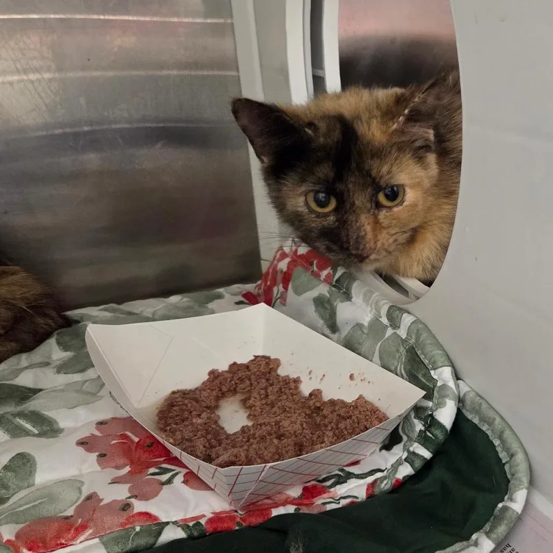 A young medium-sized female Tortoiseshell Domestic Medium Hair cat named Tid Bit for adoption in Chattanooga, TN
