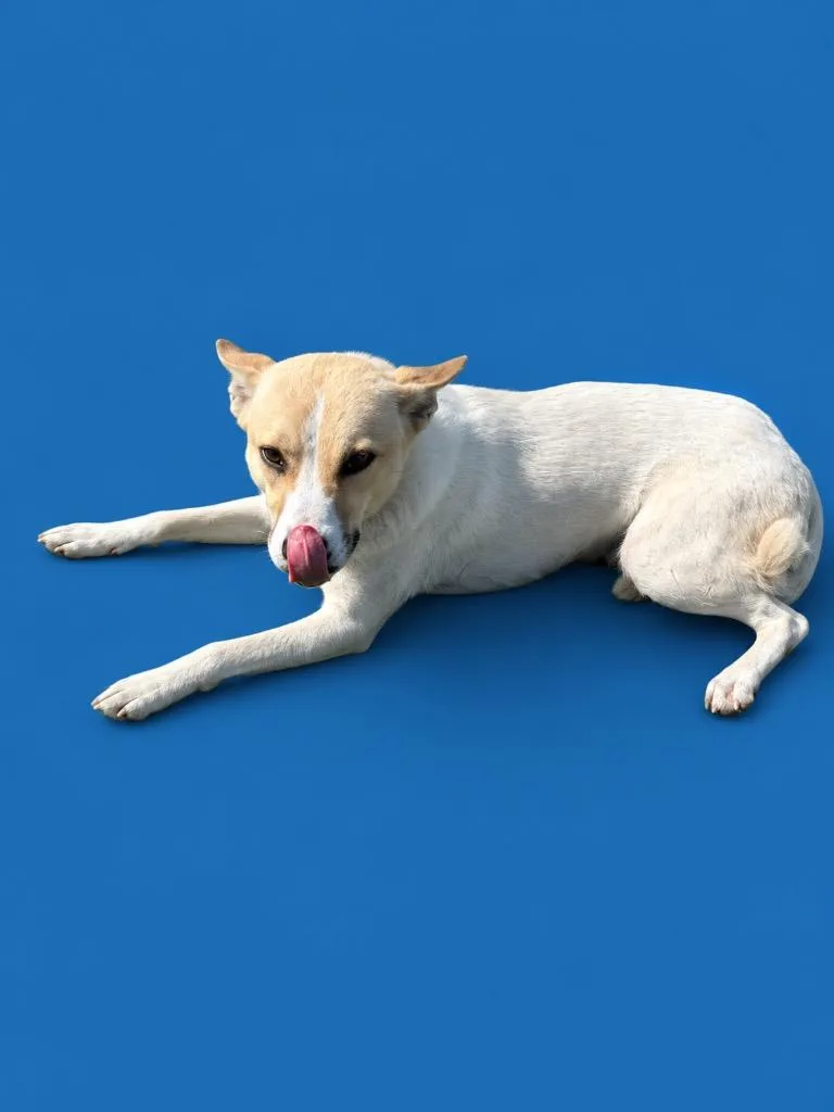 A young medium-sized male Terrier dog named Alex for adoption in Wauchula, FL