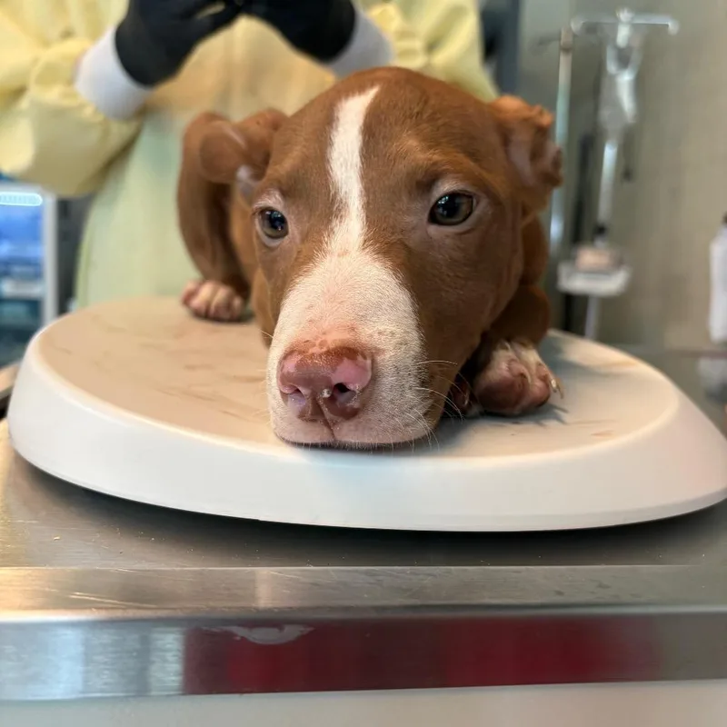 A baby small-sized male Brown / Chocolate Mixed Breed dog named Donald for adoption in Huntington, WV