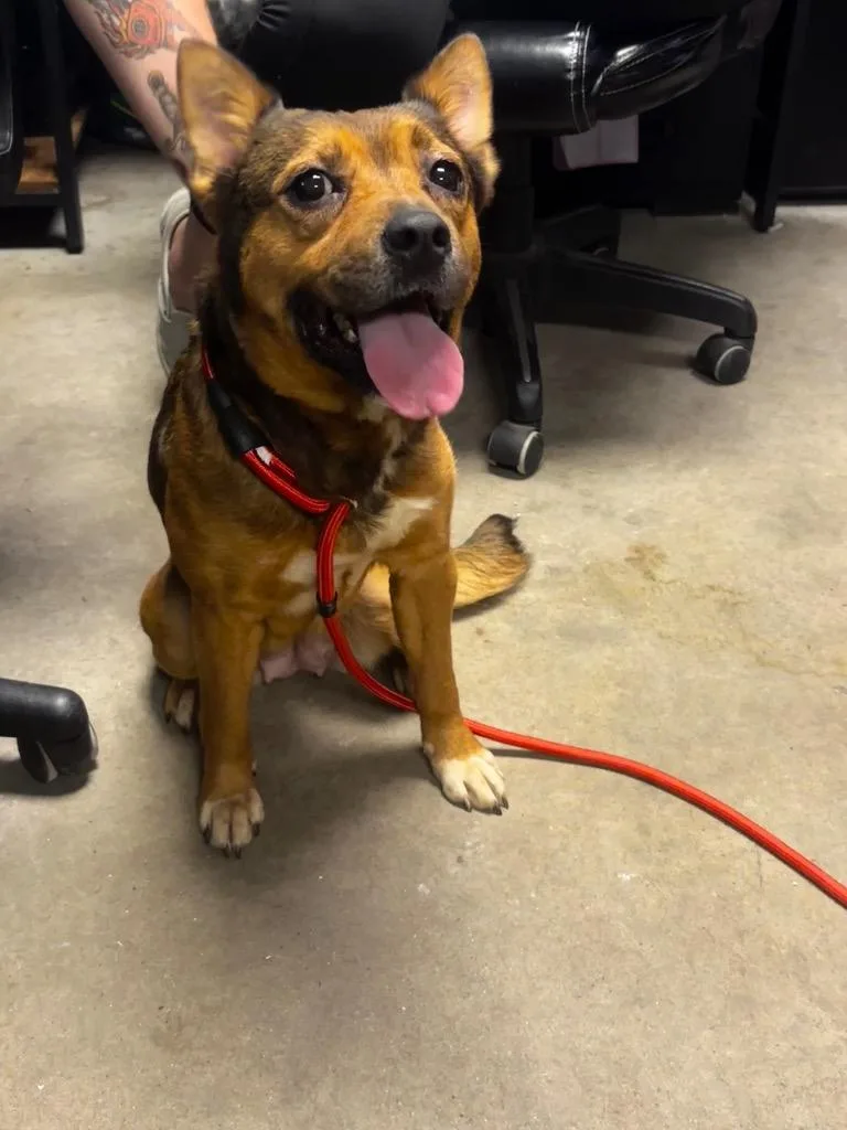 A young medium-sized female Mixed Breed dog named Violet for adoption in Rockport, TX