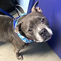 A senior medium-sized male Brown / Chocolate Pit Bull Terrier dog named Bubbles  URGENT for adoption in Thousand Oaks, CA