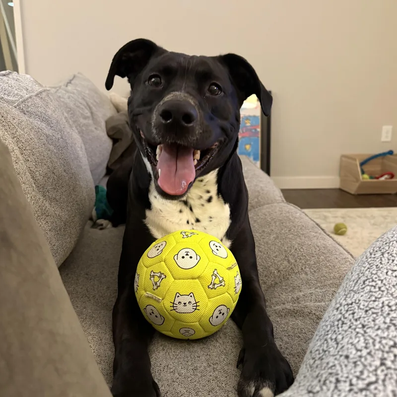 An adult medium-sized male Black American Staffordshire Terrier dog named Max for adoption in East Point, GA