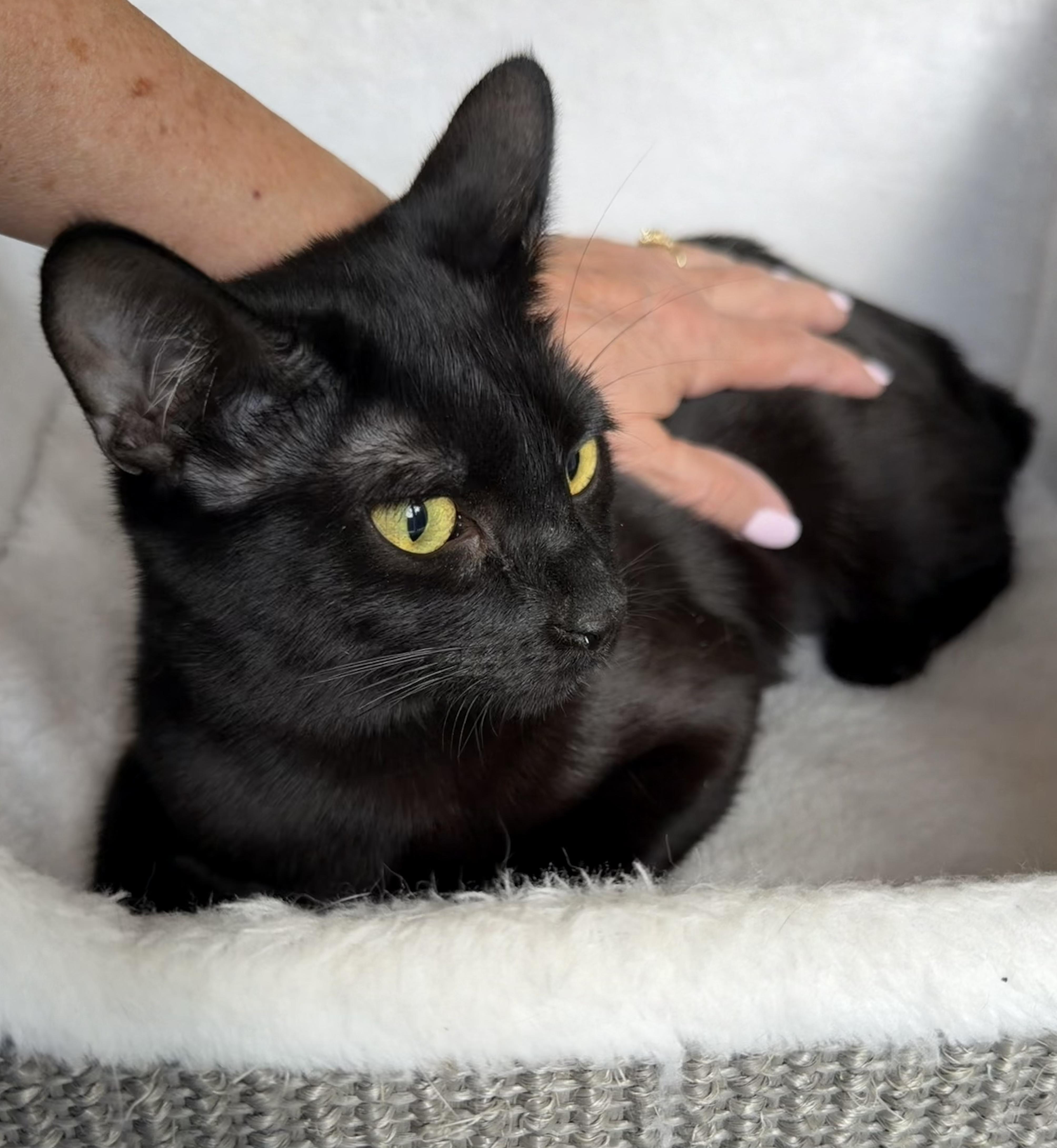 An adult medium-sized female Domestic Short Hair cat named Nutmeg for adoption in Wayne, NJ