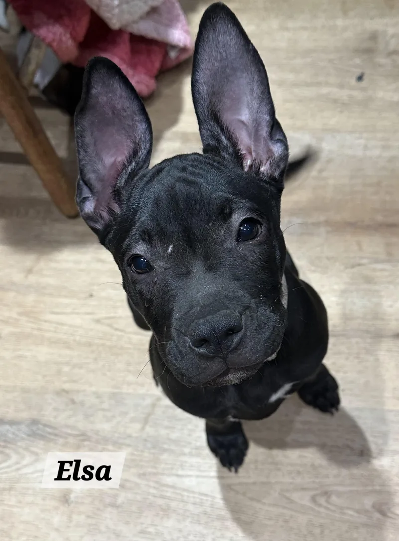 Elsa