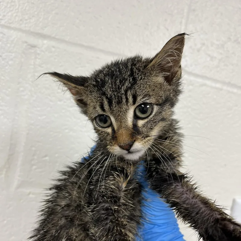 A baby small-sized male Brown / Chocolate Domestic Short Hair cat named SVASStray for adoption in Lyndhurst, VA
