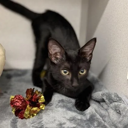 A baby small-sized male Black Domestic Short Hair cat named Phantom for adoption in Atlanta, GA