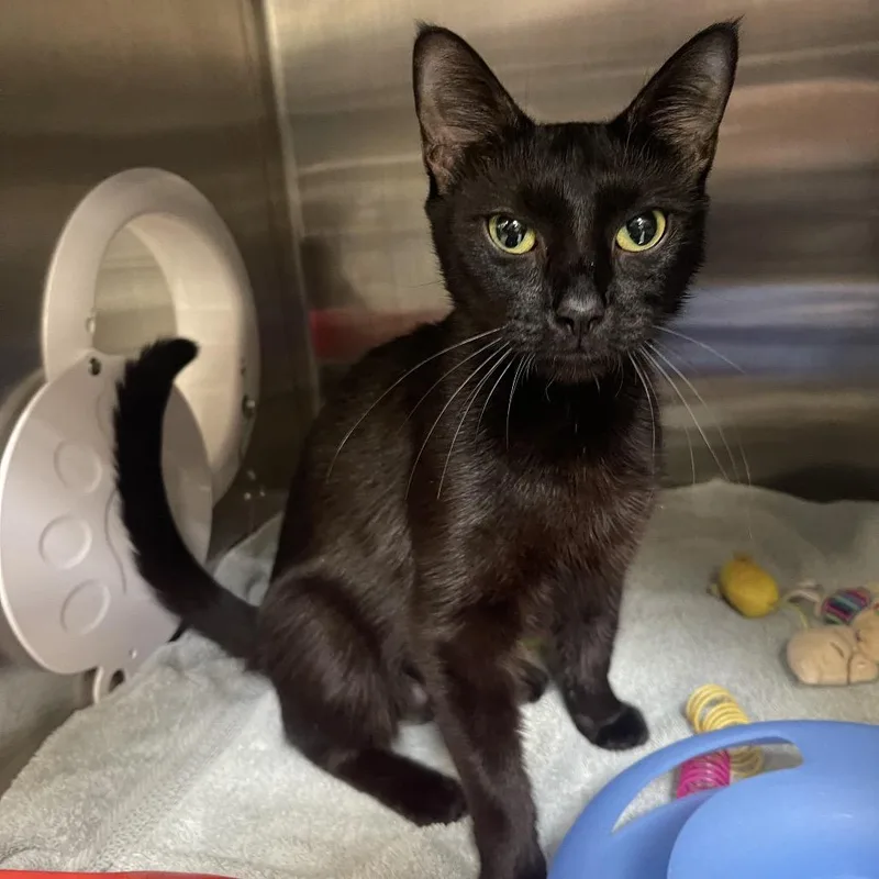 An adult medium-sized female Black Domestic Short Hair cat named Progressive for adoption in Mentor, OH