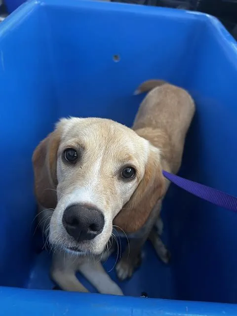 A young medium-sized female Mixed Breed dog named Estella for adoption in Dallas, TX