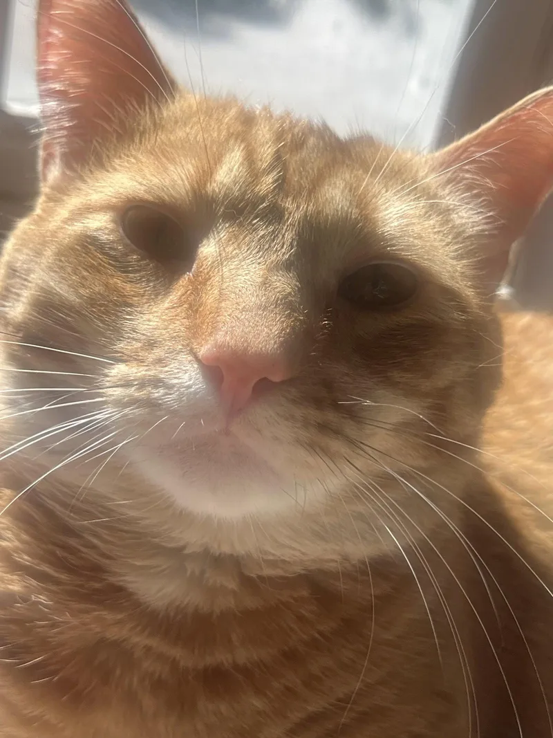 An adult medium-sized male Orange / Red Domestic Short Hair cat named Matcha and Chai for adoption in Wheaton, IL