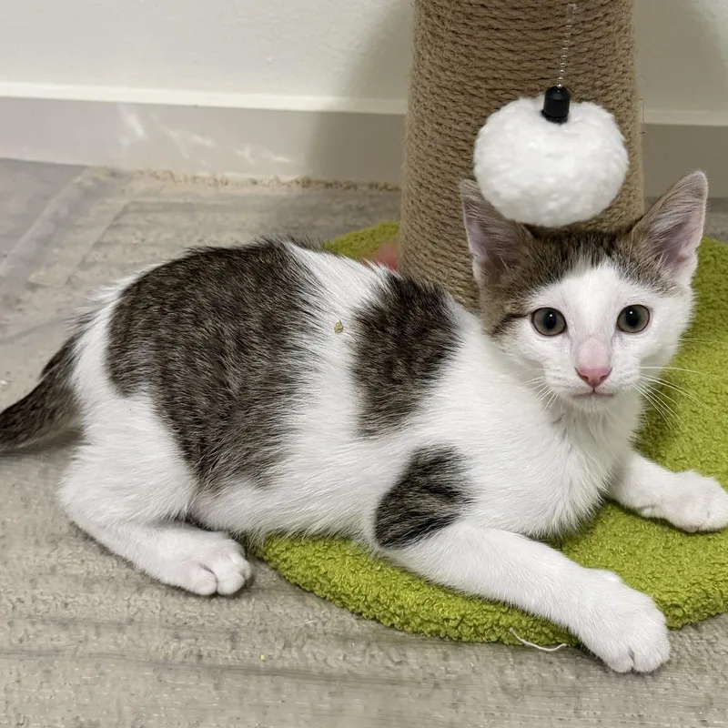 A baby medium-sized male White Domestic Short Hair cat named Yoshi for adoption in Maple Valley, WA
