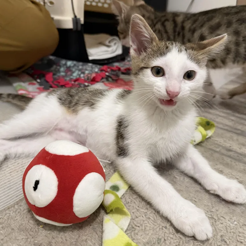 Yoshi thumbnail 2