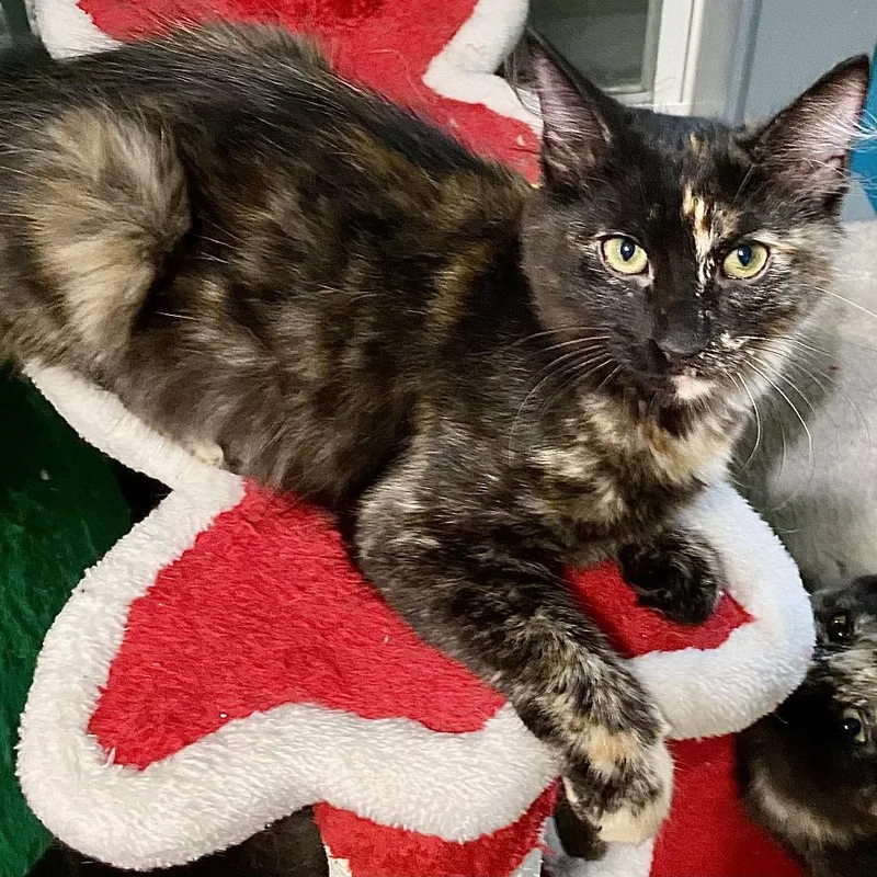 A baby small-sized female Tortoiseshell Domestic Short Hair cat named Zoe for adoption in Denison, TX