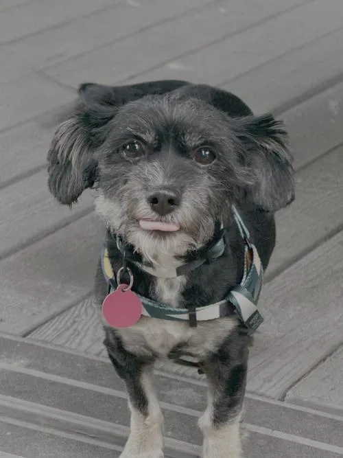 An adult small-sized female Shih Tzu dog named Hanny for adoption in Seattle, WA