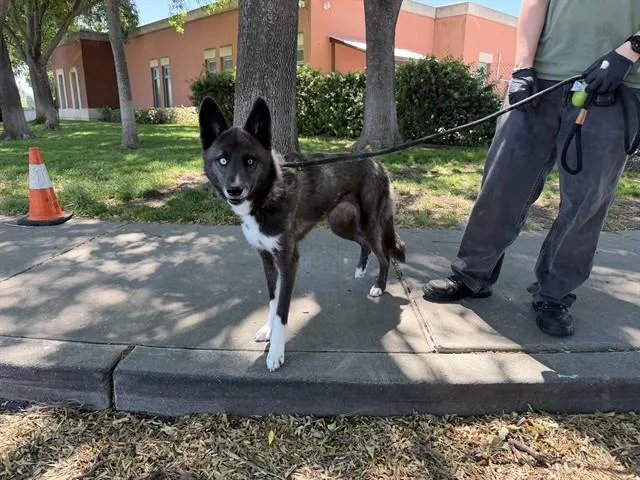 A young large-sized female Siberian Husky dog named Faith for adoption in Antioch, CA