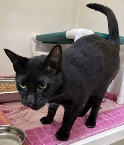 An adult large-sized male Domestic Short Hair cat named Gru for adoption in Honolulu, HI