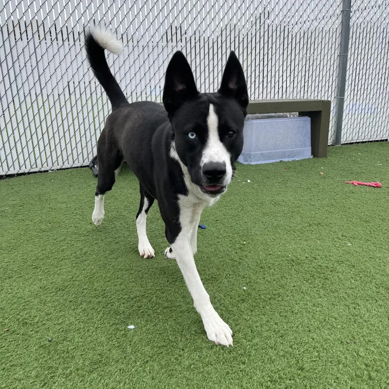 An adult medium-sized male Husky dog named Hawk for adoption in Bristol, IN