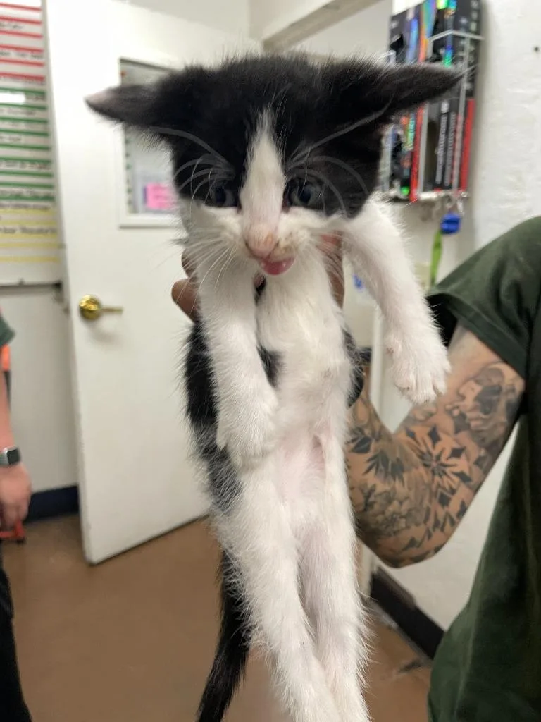 A baby small-sized male Domestic Short Hair cat named Bobbie for adoption in Chico, CA