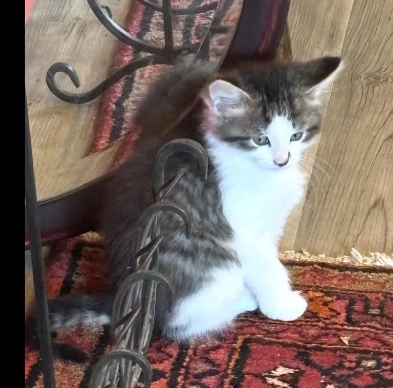 A baby medium-sized male Brown / Chocolate Domestic Long Hair cat named Snoop Dogg for adoption in Fredericksburg, VA