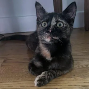A baby medium-sized female Tortoiseshell Domestic Short Hair cat named Cha Cha MildMod for adoption in Concord, CA