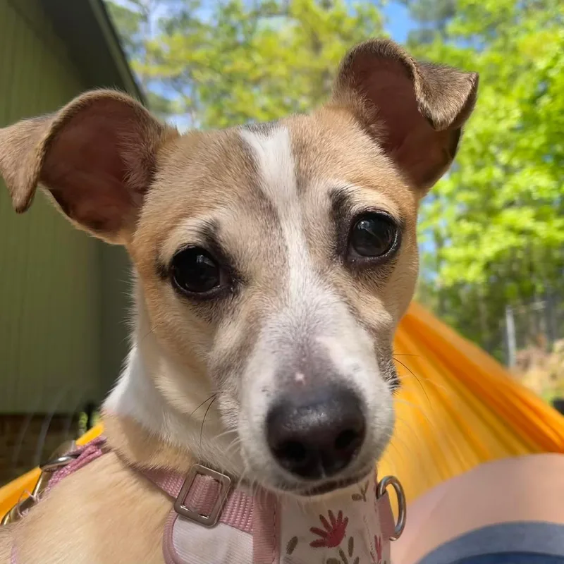 A baby small-sized female Yellow / Tan / Blond / Fawn Terrier dog named Tilly for adoption in Birmingham, AL