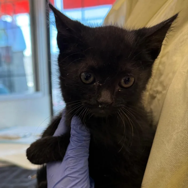 A baby small-sized male Black Domestic Short Hair cat named Verstappen for adoption in Salt Lake City, UT