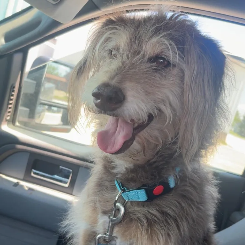 An adult medium-sized female Yellow / Tan / Blond / Fawn Poodle dog named Sally for adoption in Tipton, IA