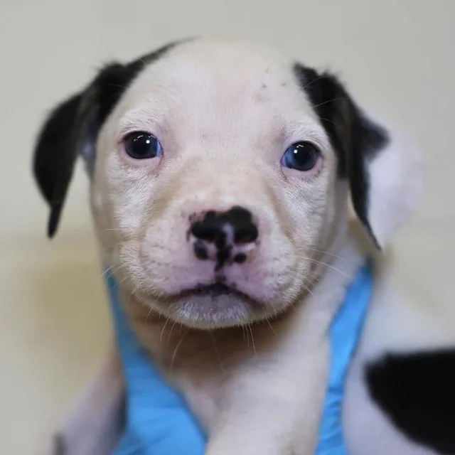 A baby small-sized male American Staffordshire Terrier dog named Spain for adoption in San Antonio, TX