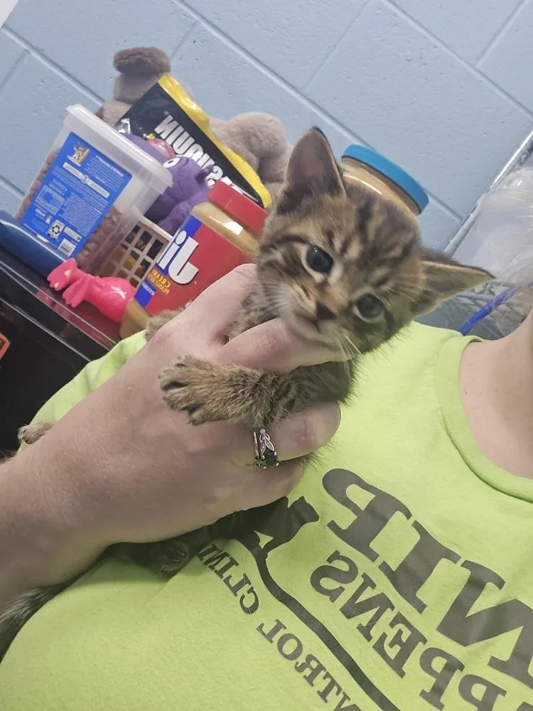 A baby small-sized male Domestic Short Hair cat named Wren for adoption in Evansville, IN