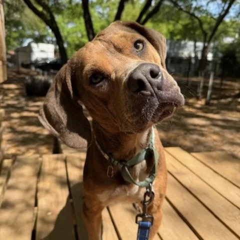 An adult medium-sized male Hound dog named Rusty for adoption in Charleston, SC