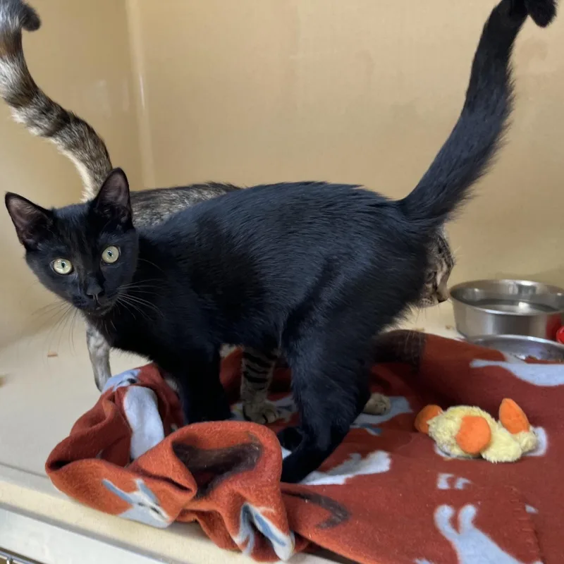 A baby medium-sized male Black Bombay cat named Fox Trot for adoption in Clarksville, VA
