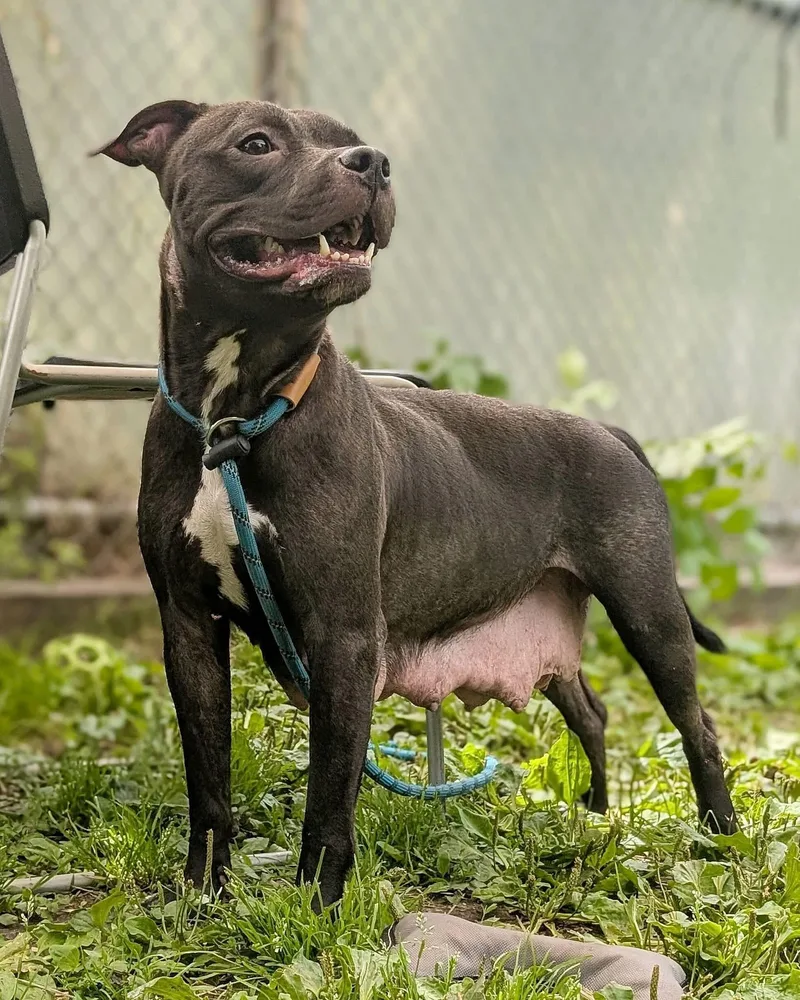 An adult medium-sized female Black Pit Bull Terrier dog named Chanterelle for adoption in Chicago, IL