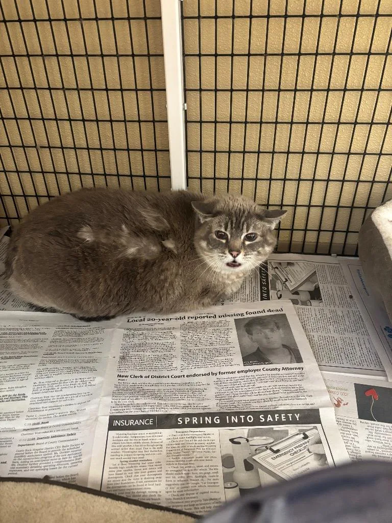 An adult large-sized female Domestic Medium Hair cat named Helga for adoption in Green River, WY
