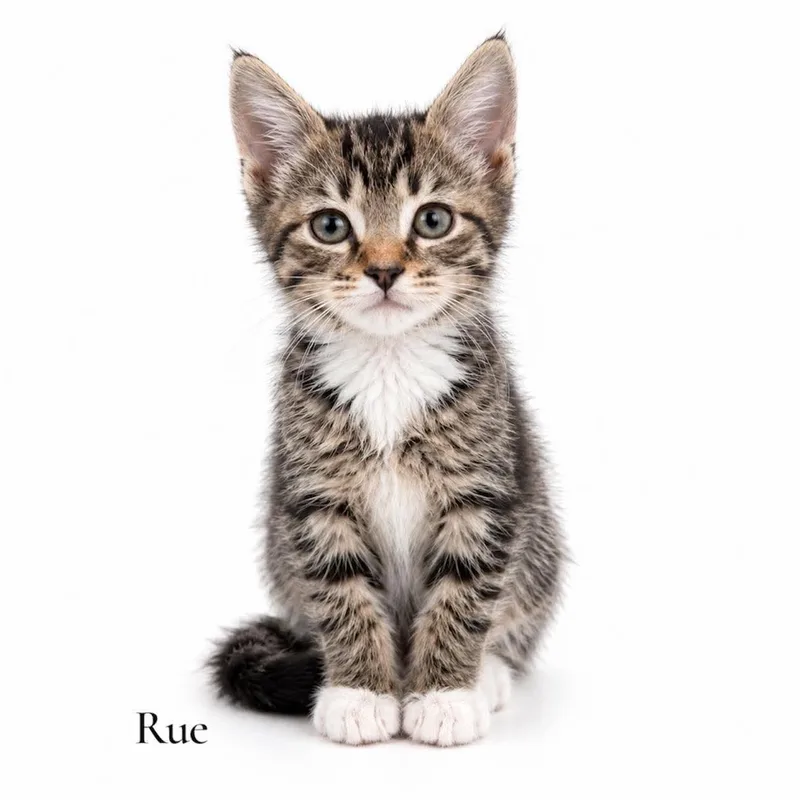 A baby medium-sized female Tabby (Brown / Chocolate) Domestic Short Hair cat named Rue for adoption in Stevensville, MI