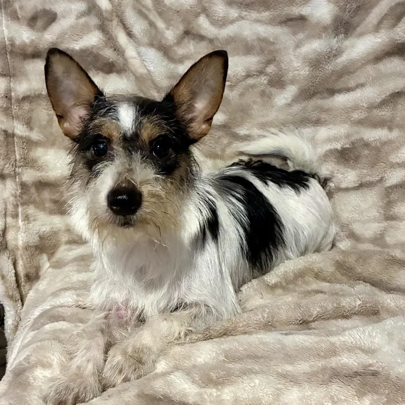 A young small-sized male Tricolor (Brown, Black, & White) Terrier dog named Jack for adoption in Pelham, NH