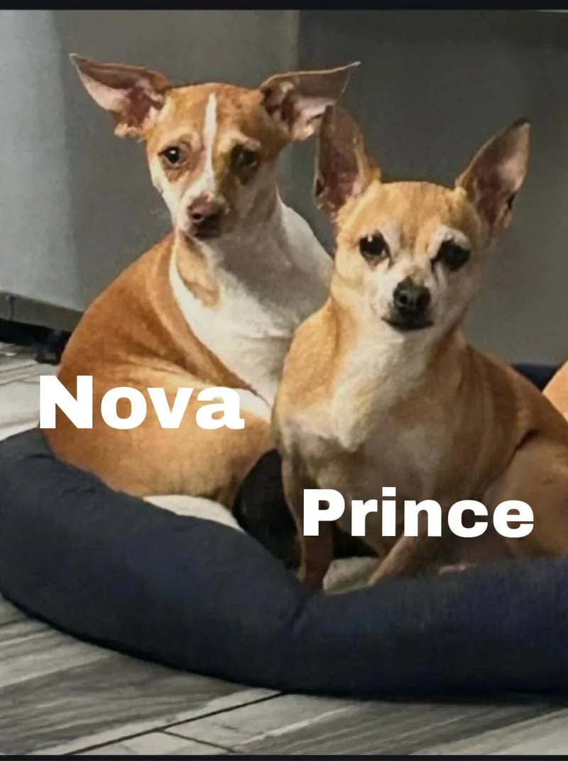 Prince  Lbs thumbnail 3