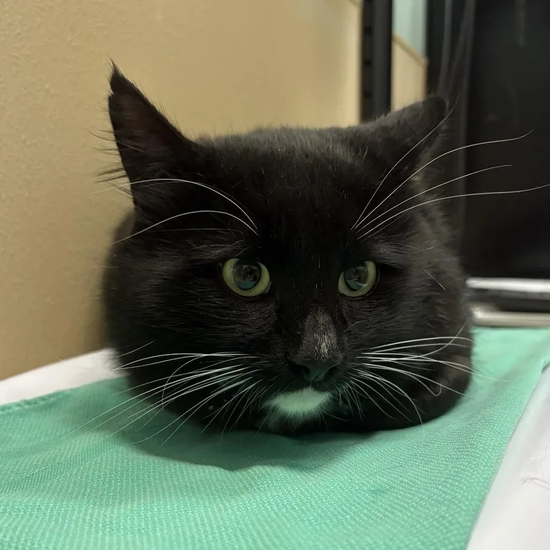 An adult medium-sized male Black Domestic Medium Hair cat named Oreo Cookie for adoption in Tacoma, WA