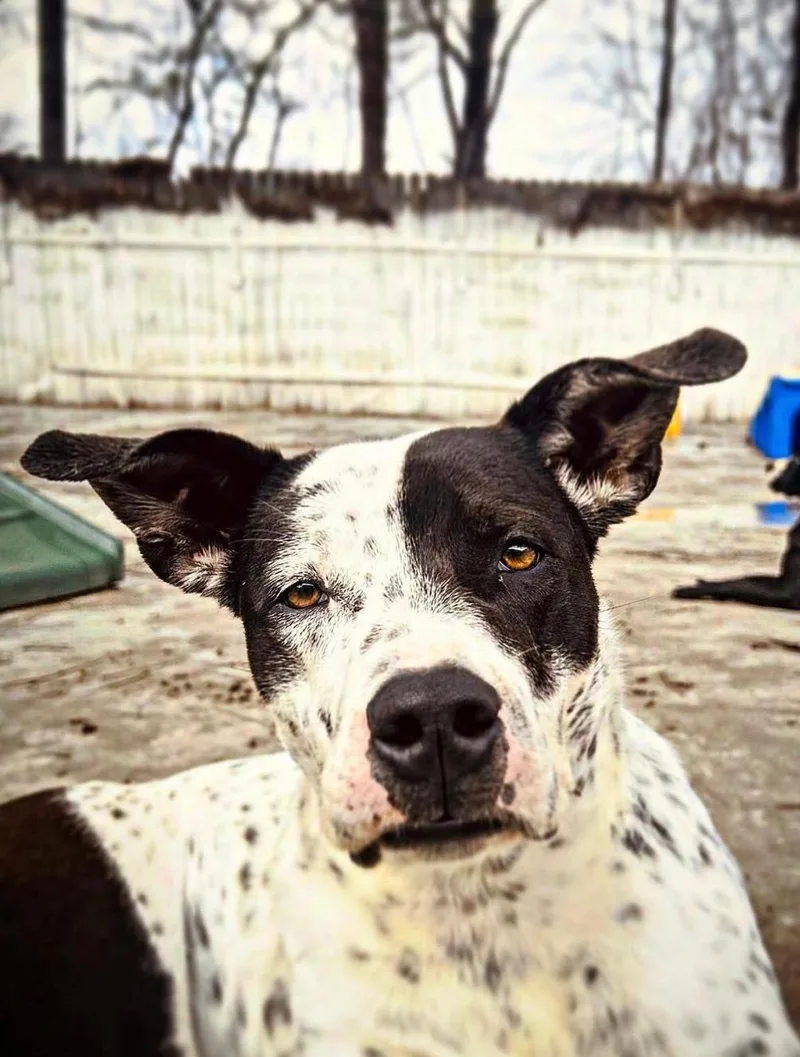 A young medium-sized male Black Pointer dog named Heathcliff for adoption in Roswell, GA