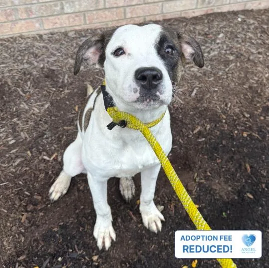 A young medium-sized male Bicolor Pit Bull Terrier dog named Ellington for adoption in Naperville, IL