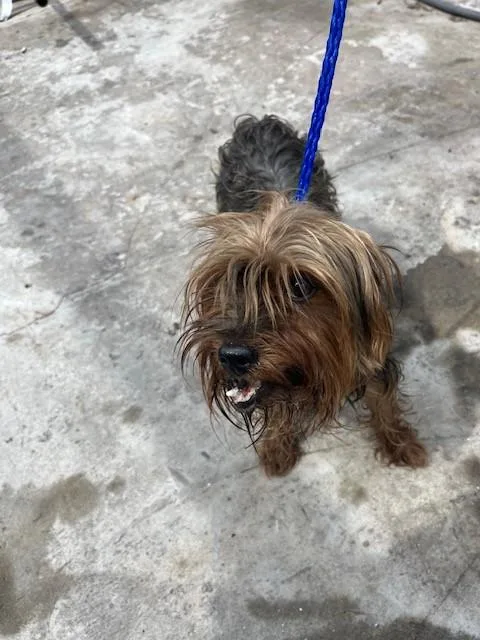 An adult small-sized male Yorkshire Terrier dog named Jack for adoption in Miami, FL