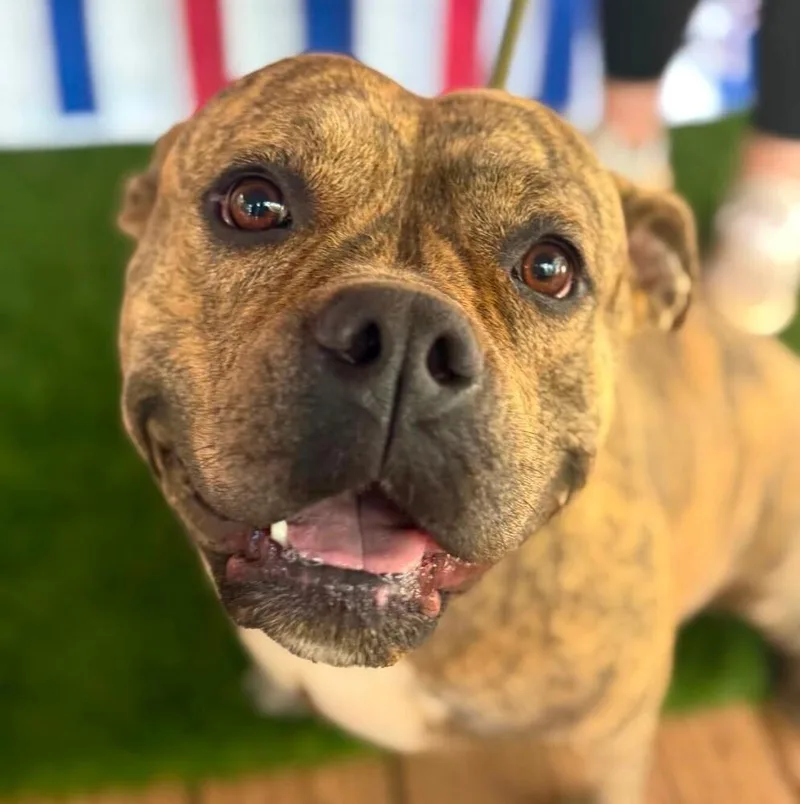 An adult medium-sized female Brindle American Staffordshire Terrier dog named Martha May for adoption in Long Island City, NY