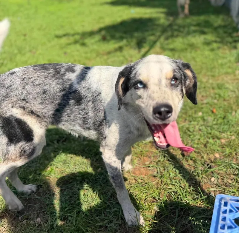 A baby medium-sized male Black Australian Shepherd dog named Rocky for adoption in Wheelersburg, OH
