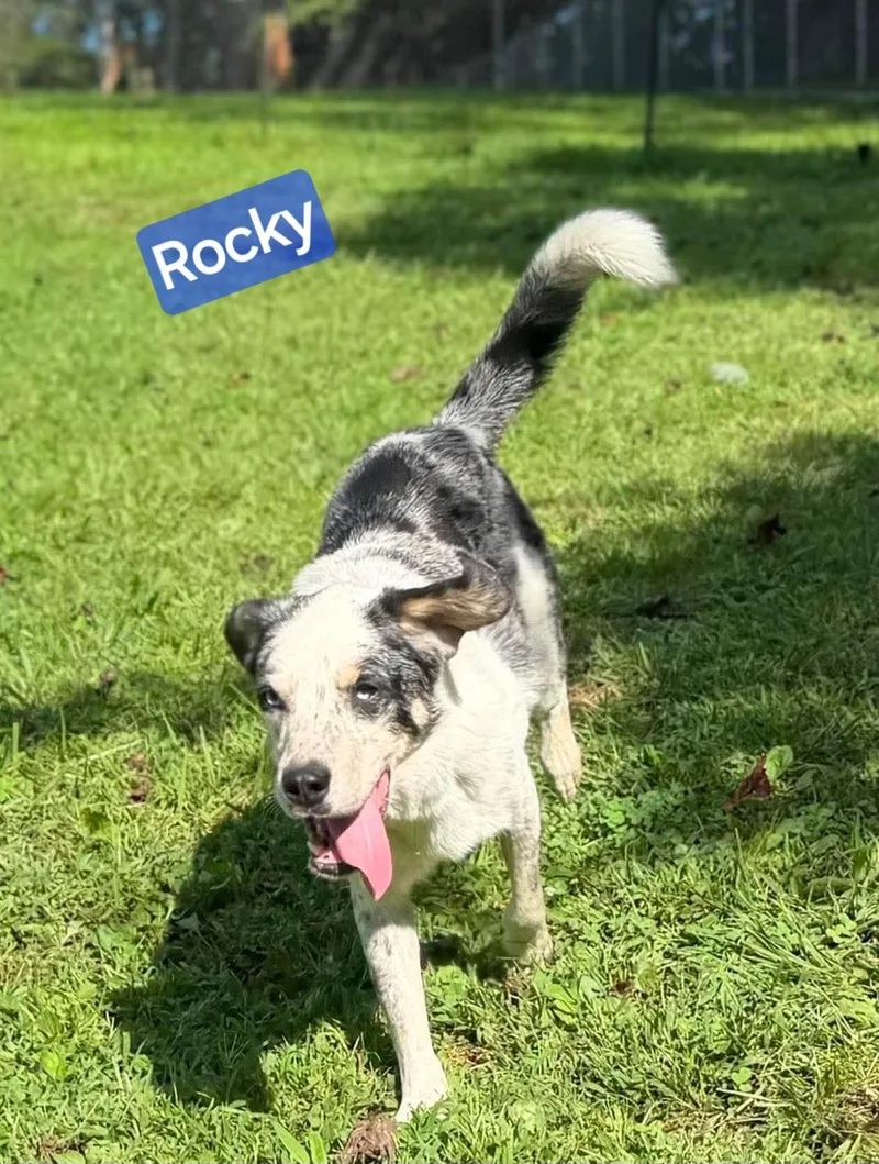 Rocky thumbnail 2