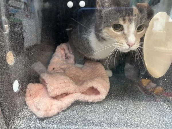 An adult medium-sized female Domestic Short Hair cat named Mimi for adoption in New York, NY